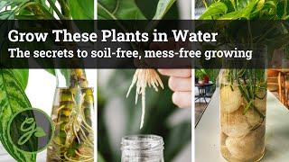 Grow These Plants in Water / Discover The Secrets to Growing Without Soil and Without a Mess