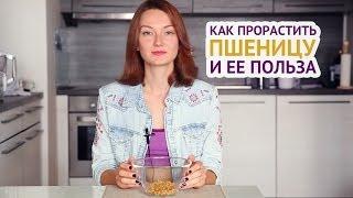 Как прорастить пшеницу