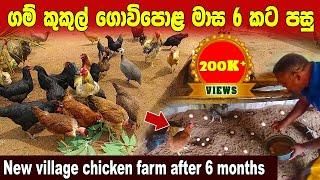 New village chicken farm after 6 months | How to Start a Poultry Farm | Village poultry management