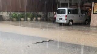 Fast car runs over a snake crawling on the road during intense rain || WooGlobe