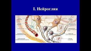 ОСТЕОПАТИЯ И БИОДИНАМИКА В РАБОТЕ С ЦНС (НЕЙРОГЛИИ)
