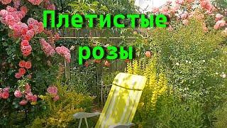 All climbing roses of my garden 2025. Part 1.