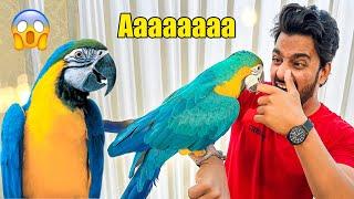 4 lakh K PARROT ne Kaat lia| Mishkat khan | The Fun Fin