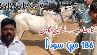 Today domail mandi 2024 latest update ll part 1 ll Taxila mandi ll Jamil tv ll