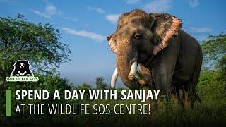 Spend A Day With Sanjay At The Wildlife SOS Centre!