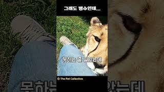 아프리카에서 길냥이 취급받는 치타 클라쓰