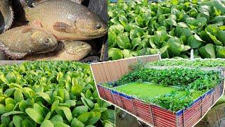 I Build an aquaponics System for Raised Climbing Perch Fish and Grow Mustard Green, Pak Choy