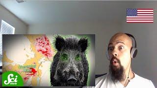 American Reacts To Chernobyl's Radioactive Wild Boar Paradox | German Video