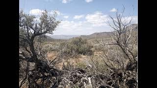 Nikki Hill with Sigh-Moon Elsner on Botany as Archaeology, to Stop a Lithium Mine