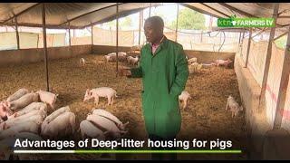 Advantages of Deep litter housing for pigs