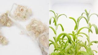 【春の七草】ハハコグサの発芽と成長