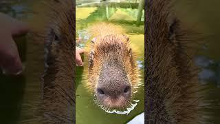 Chill Capybara