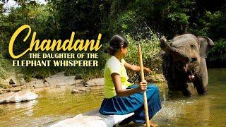 Will Chandani be able to help orphaned elephants? | Chandani - Trailer