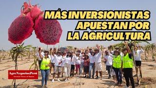 Más inversionistas peruanos apuestan por la agricultura de exportación