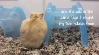 Adorable Hybrid Hamster at Petco