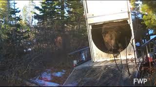 Grizzly Bear Release | Montana Fish, Wildlife & Parks