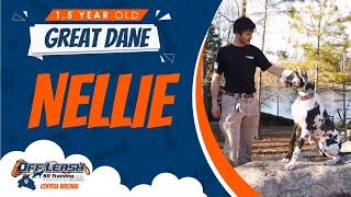 1.5 yo Great Dane (Nellie) | Richmond's Best Dog Training | Off Leash K9 Training