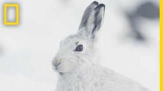 The Unique Wildlife of The Scottish Highlands | Short Film Showcase