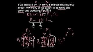 How to calculate a genotype with a Rule of Probability