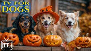 [LIVE] DOG TV: Halloween Video to Keep Dogs & Calming - Best Anti-Anxiety Music for Dog - TV for Dog