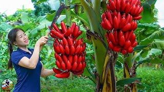 Harvest Red Banana Goes To Market Sell | Gardening And Cooking | Song Minh Bushcraft