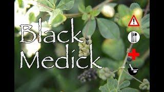 Black Medick: Cautions, Edible & Medicinal