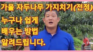 가을 자두나무 가지치기(전정) 누구나 쉽게 배우는 방법 알려드립니다.(농사의신)