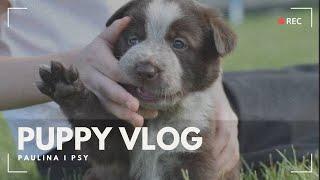 PUPPY VLOG: PIERWSZY RAZ NA ZEWNĄTRZ!  | PAULINA I PSY