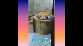 эублефар