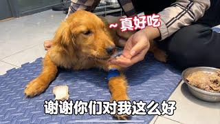 Boiling bone soup to supplement the nutrition of golden retriever, the dog is really happy.