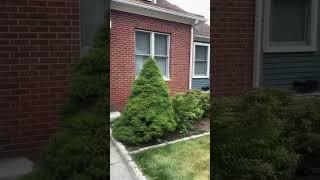 #5Work with me. Ornamental grass removal. #work #landscaping #shorts #youtubeshorts