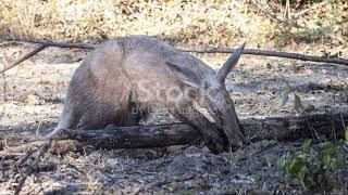 The Mysterious Aardvark: South Africa's Enigmatic Digging Machine #animal2024 #wildlife