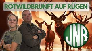 ROTWILDBRUNFT !! Vom Geweihaufbau im April bis zur Hochbrunft im September.