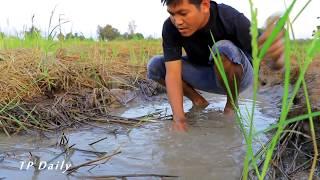 Wow!!! Amazing Smart Boy Catching Big Fish By Mud In The Dry Season - Unique Fishing