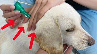 How to put Frontline flea medication on your dog!