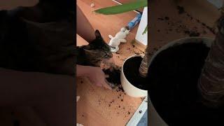 Cats Help Clean up After Making a Mess || Viralhog