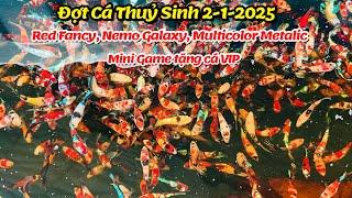 Đợt Cá Betta 2-1-2025 Thuỷ Sinh Red Fancy, Nemo Galaxy, Multicolor Metalic [ Mini Game tặng cá VIP ]