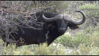 Surprise second buffalo appears at 30 yards