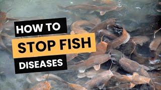 5 Effective Ways to Prevent Fish Diseases  #thefarmlady #fishdisease