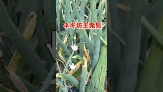 I tried harvesting onions that had bolted️#homegardening #homegardeningbeginner #agriculture #b...