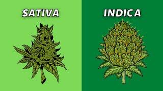 Sativa vs Indica | What’s Better?