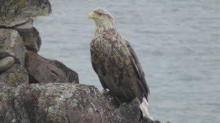 Birding in Norway