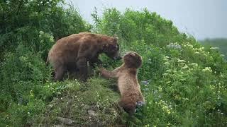 Fearless Mama Bear Protects Cubs- Katmai Alaska