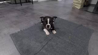 Boston Terrier Puppy 7 Weeks Old - First Day Home