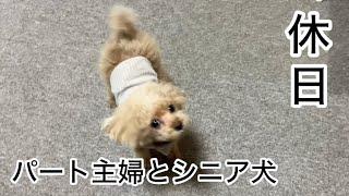 パートがお休みなった日・・・何して過ごそう？！いつも通りの休日になりました　トイプードル／休日