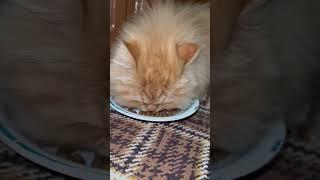 Shocking Cat Reaction While eating – Must-See Ending! 