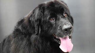 This Huge Fluffy Newfoundland Dog Farted On Me During Her Groom 