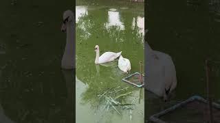  #หงส์ขาว #muteswan #shorts #บ้านสวนฟาร์มbybb #หงส์ #swan #สตูอี๊ #วีน่า #animals #birds
