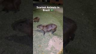 Scariest Animals In Brazil  i ran away …#viral #travel #cute