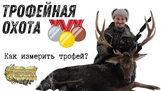Трофейная охота! Оценка трофея (инструкция) Охота на оленя!